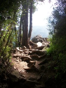 Parque Nacional La Campana, Sendero El Andinista