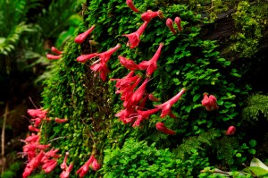 estrellita-delbosque04551